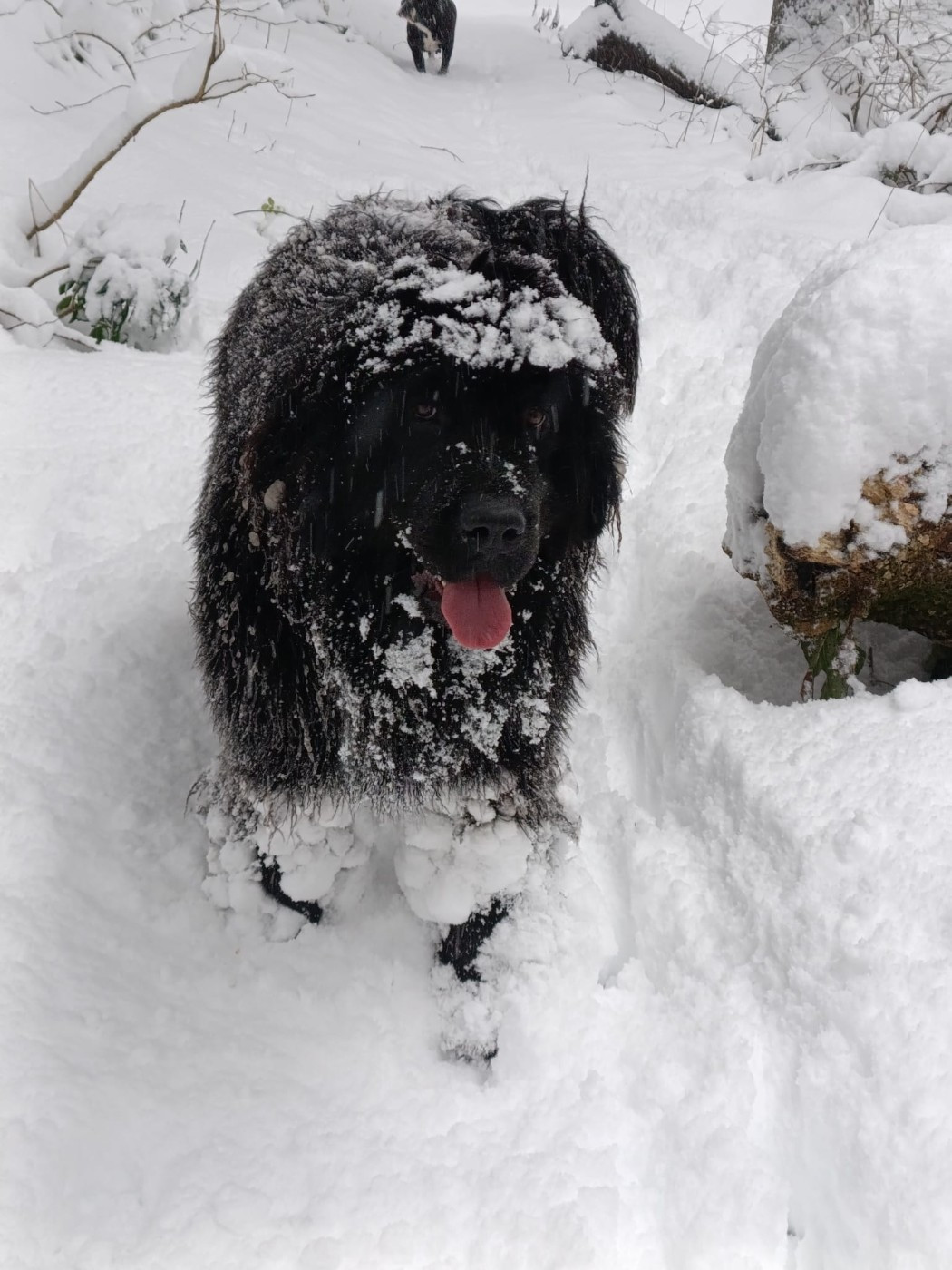 U ARE MY BLUE DREAM  Des oursons du vent