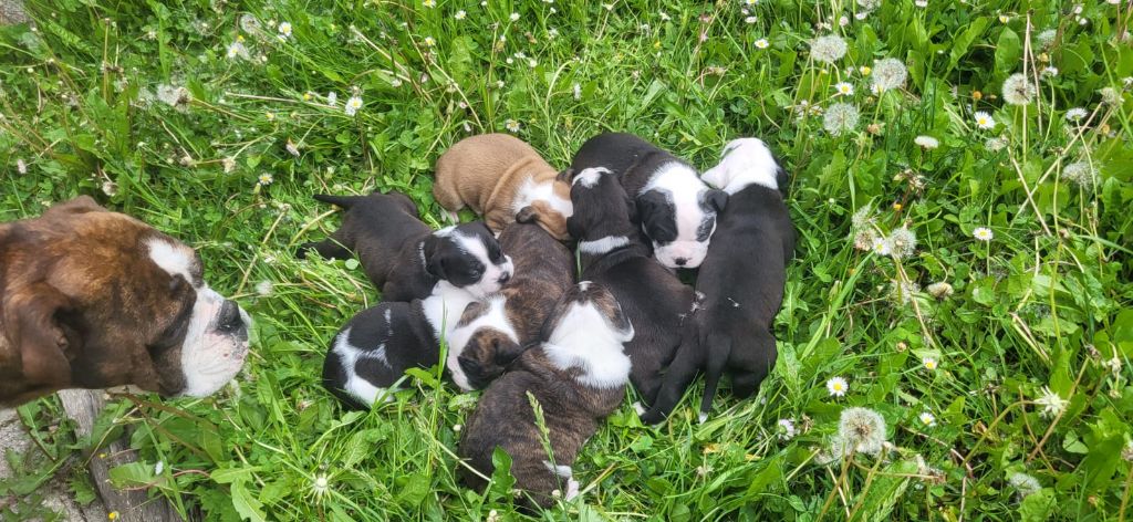 CHIOTS DISPONIBLES