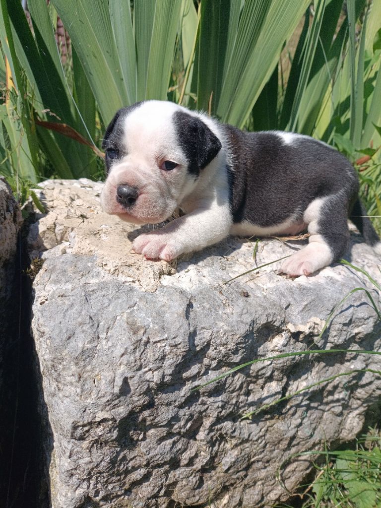 La Casa Des Chula - Chiots disponibles - Bulldog continental