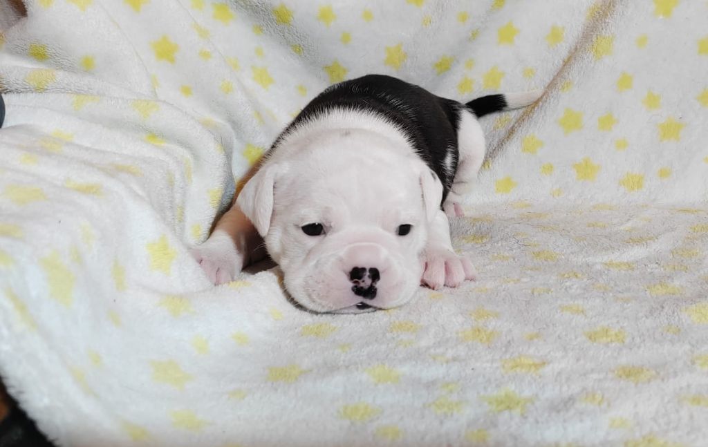 La Casa Des Chula - Chiots disponibles - Bulldog continental