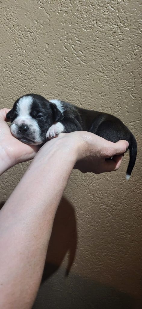 La Casa Des Chula - Chiots disponibles - Bulldog continental