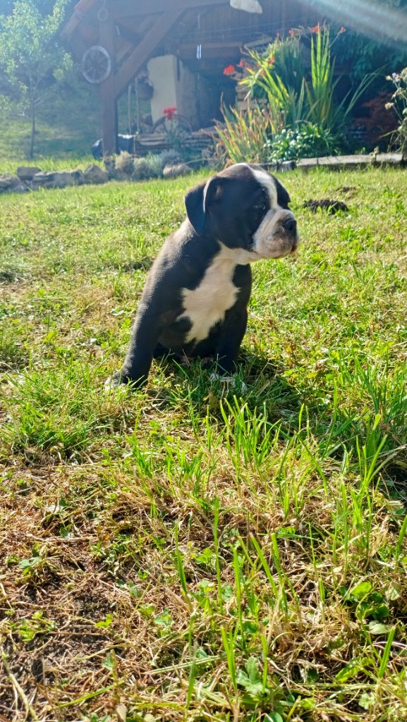 La Casa Des Chula - Chiots disponibles - Bulldog continental