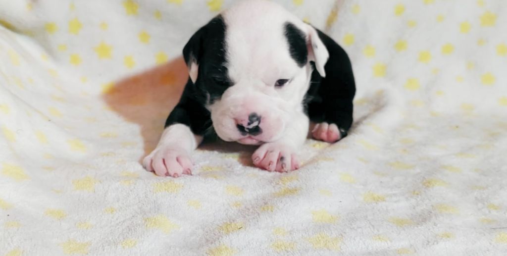 La Casa Des Chula - Chiots disponibles - Bulldog continental