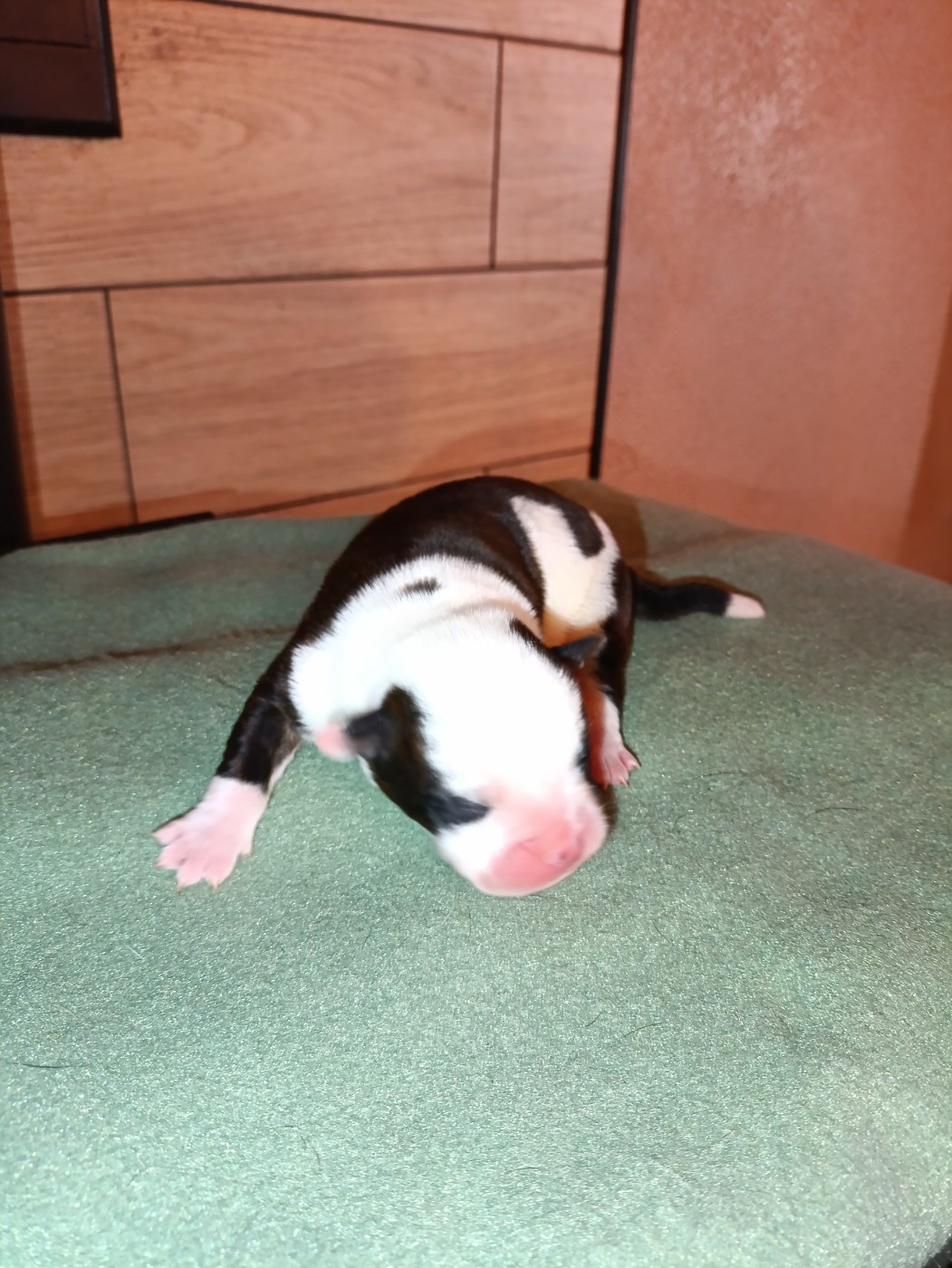 La Casa Des Chula - Chiots disponibles - Bulldog continental