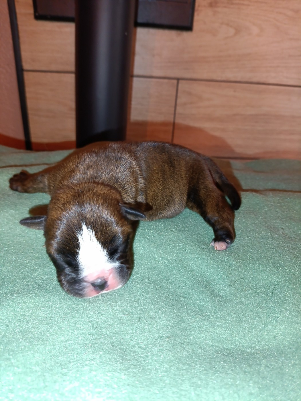 La Casa Des Chula - Chiots disponibles - Bulldog continental