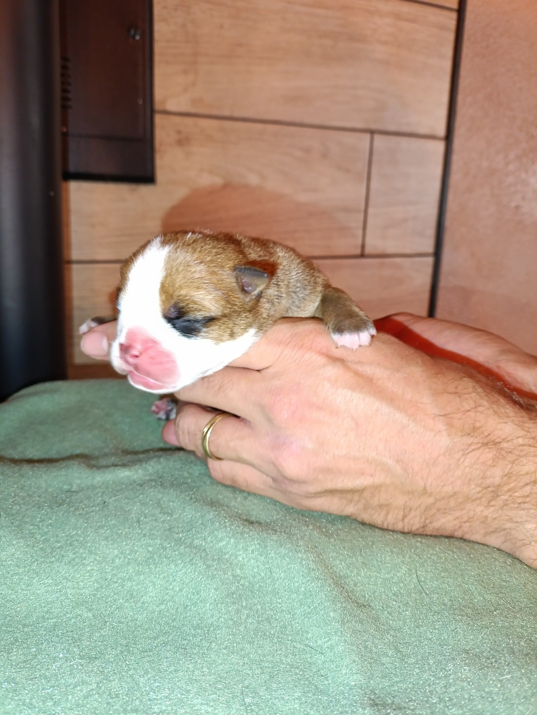 La Casa Des Chula - Chiots disponibles - Bulldog continental