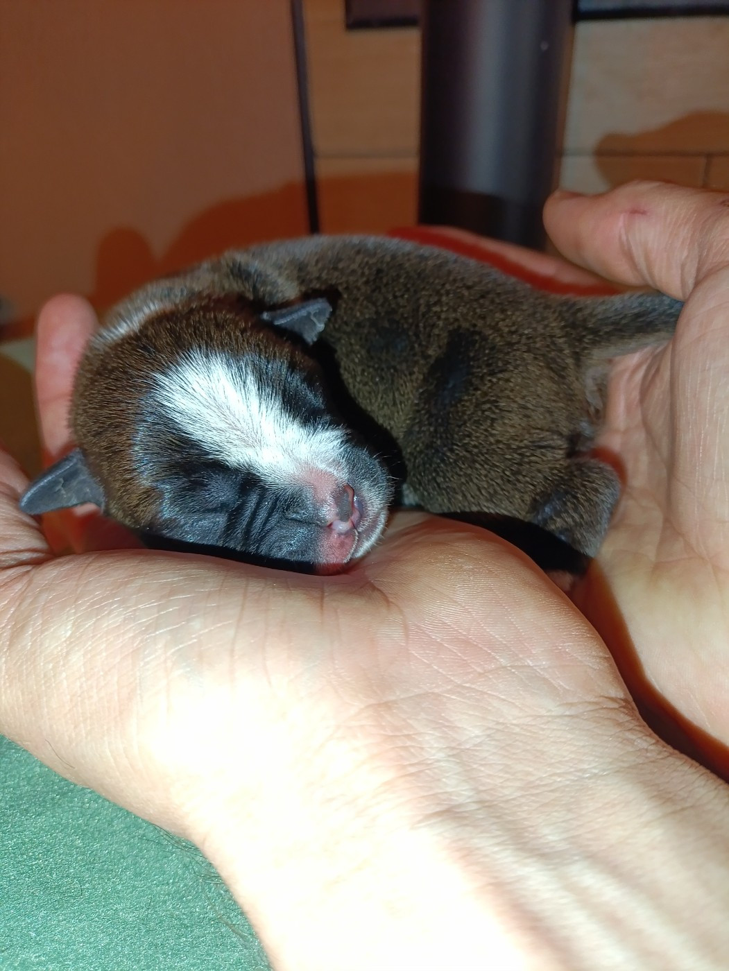 La Casa Des Chula - Chiots disponibles - Bulldog continental