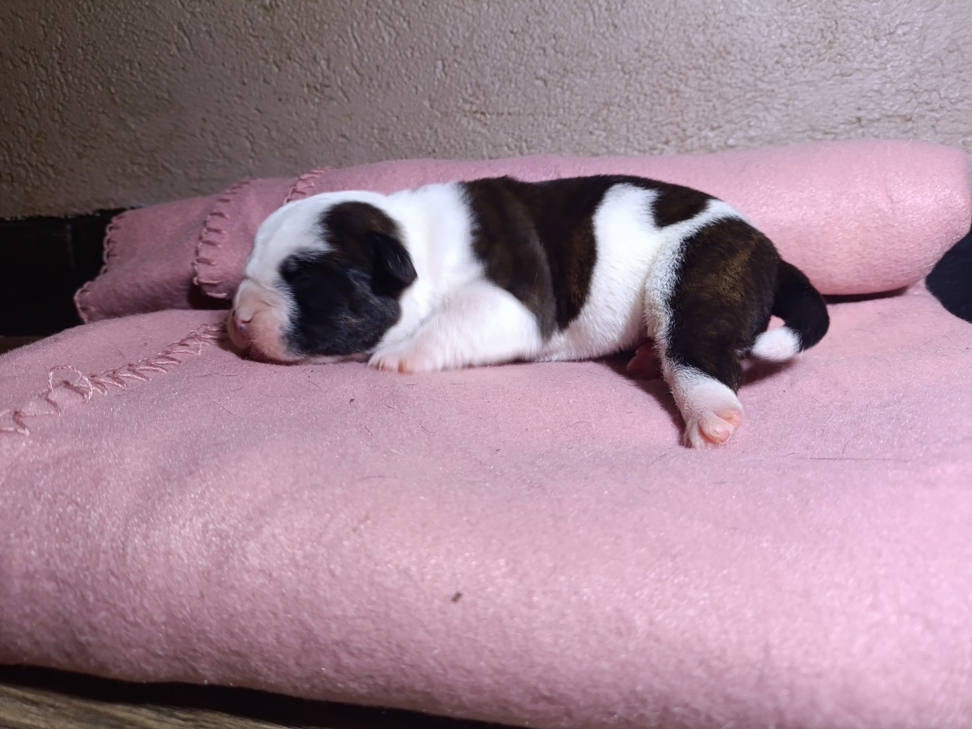 La Casa Des Chula - Chiots disponibles - Bulldog continental