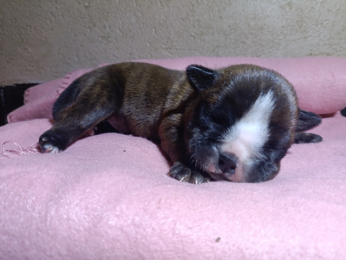 La Casa Des Chula - Chiots disponibles - Bulldog continental