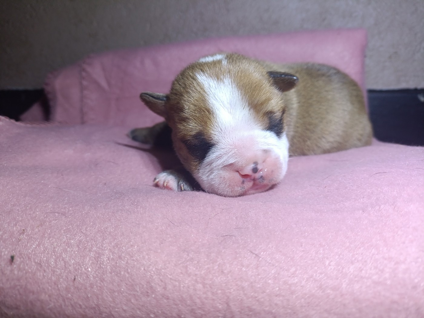 La Casa Des Chula - Chiots disponibles - Bulldog continental