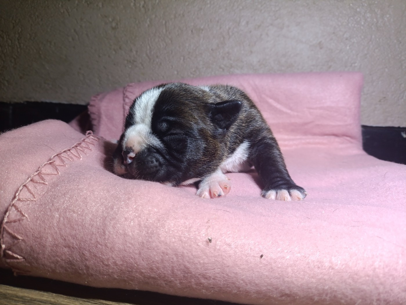 La Casa Des Chula - Chiots disponibles - Bulldog continental