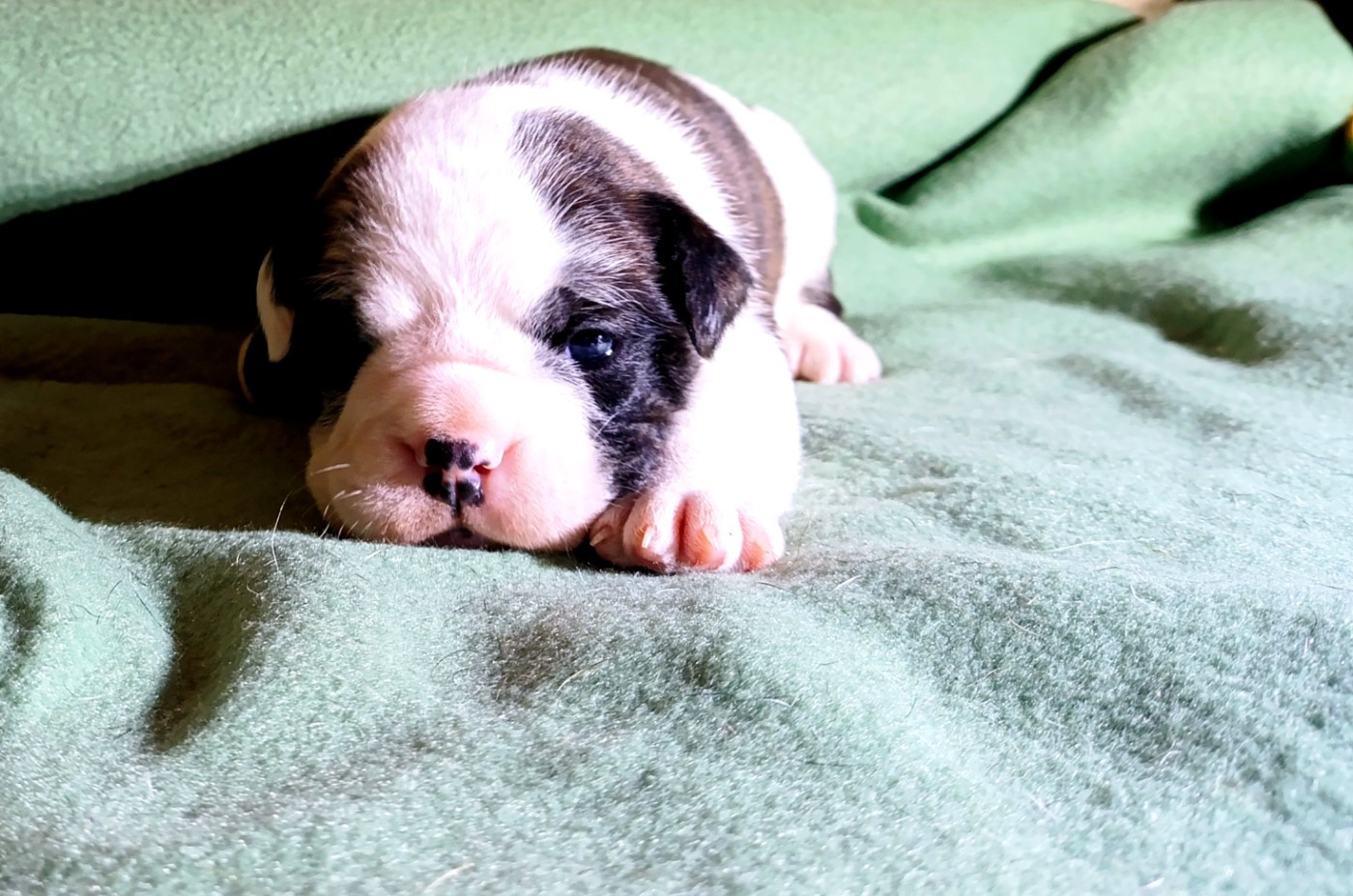 La Casa Des Chula - Chiots disponibles - Bulldog continental