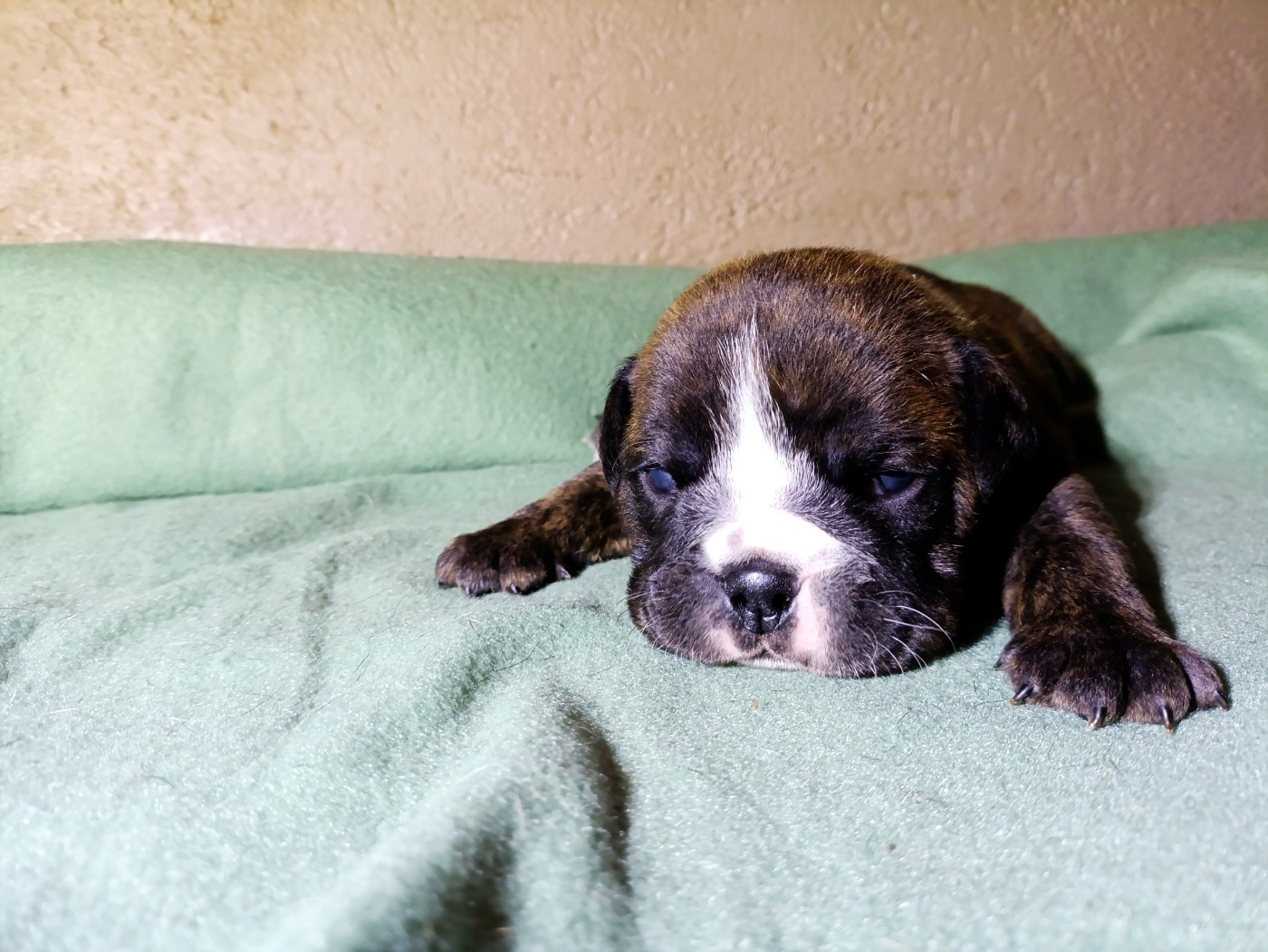 La Casa Des Chula - Chiots disponibles - Bulldog continental