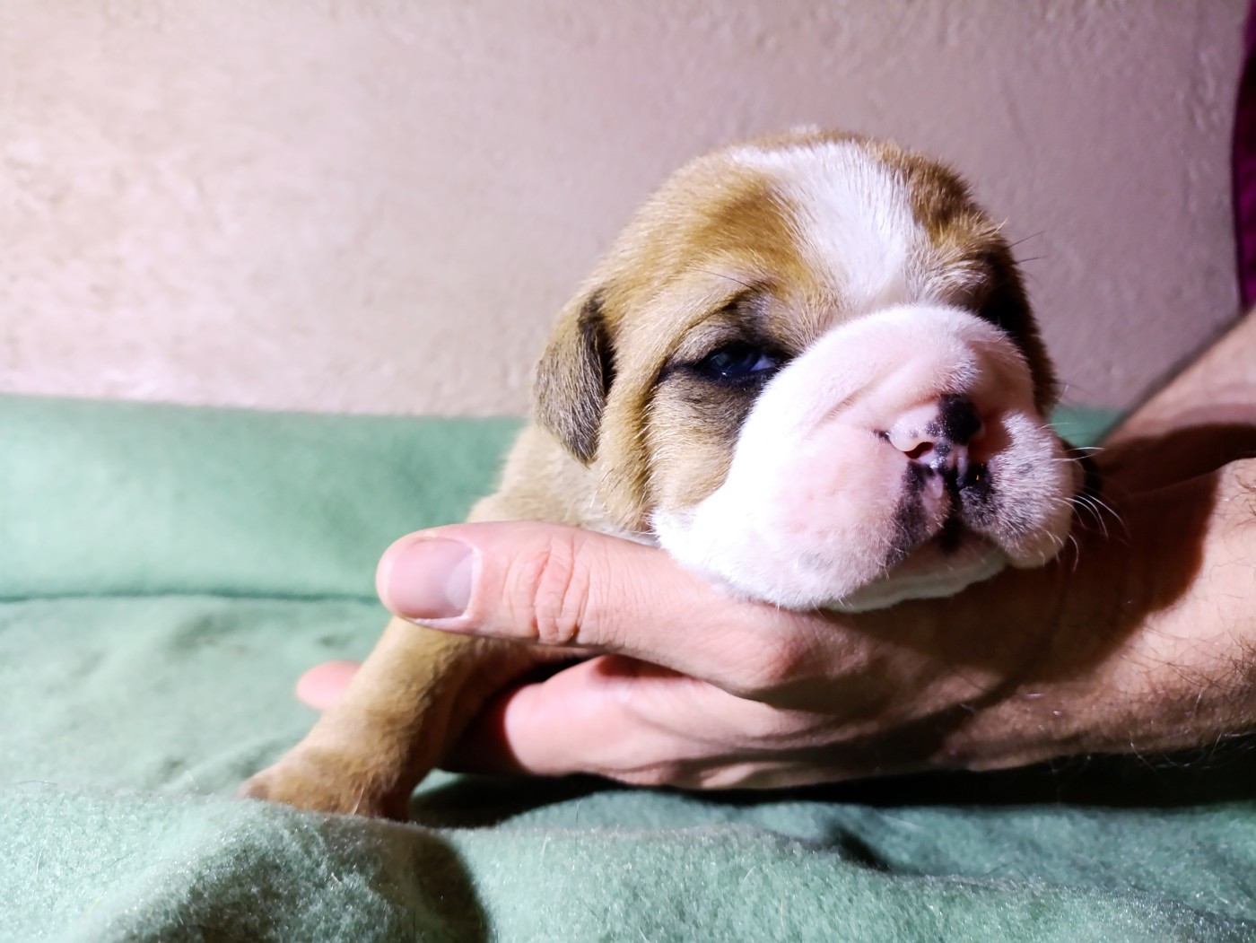 La Casa Des Chula - Chiots disponibles - Bulldog continental