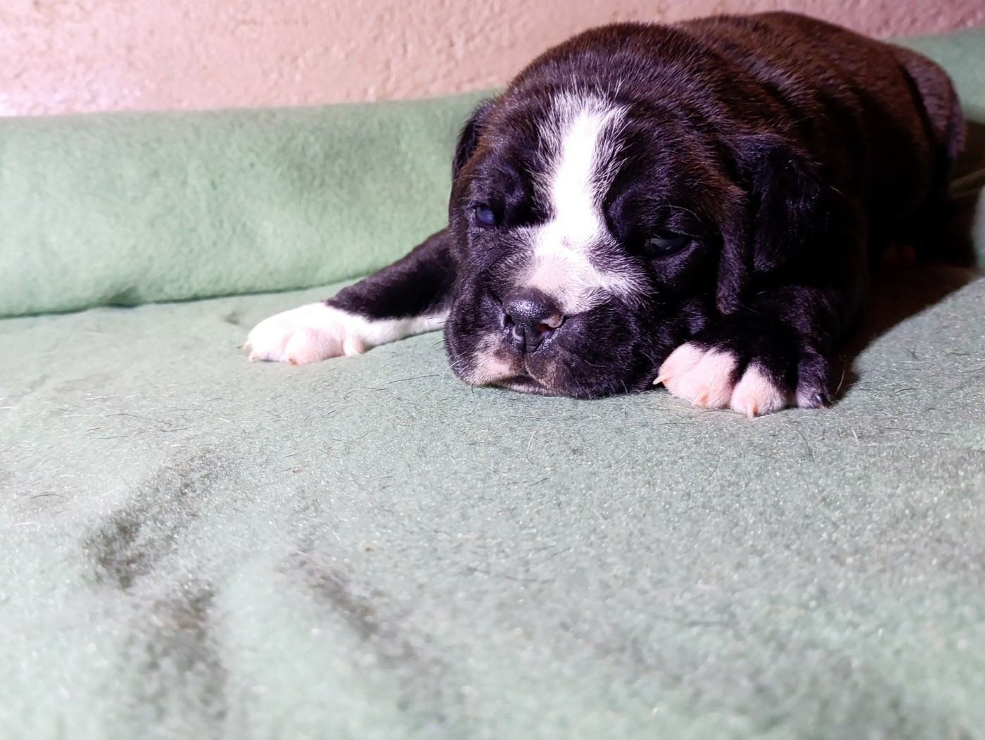 La Casa Des Chula - Chiots disponibles - Bulldog continental