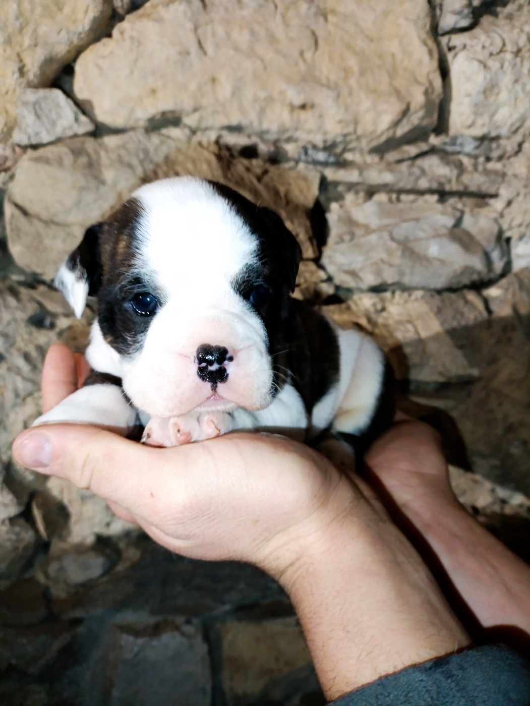 La Casa Des Chula - Chiots disponibles - Bulldog continental