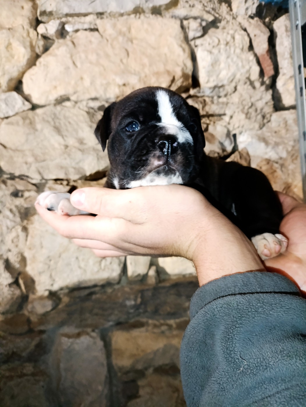 La Casa Des Chula - Chiots disponibles - Bulldog continental