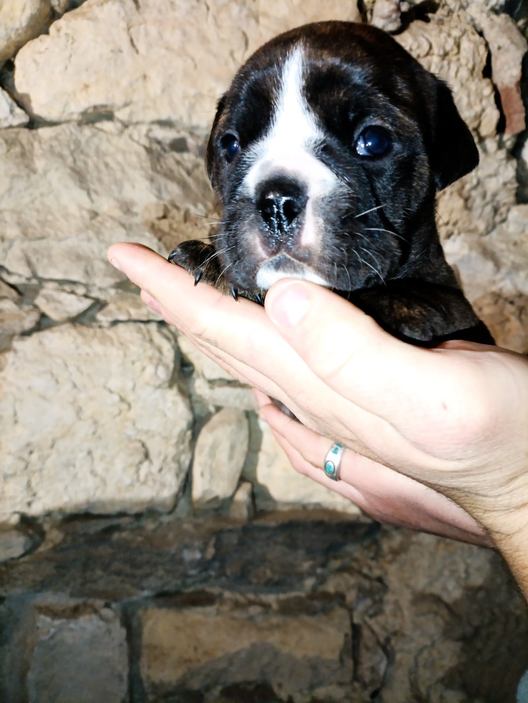 La Casa Des Chula - Chiots disponibles - Bulldog continental