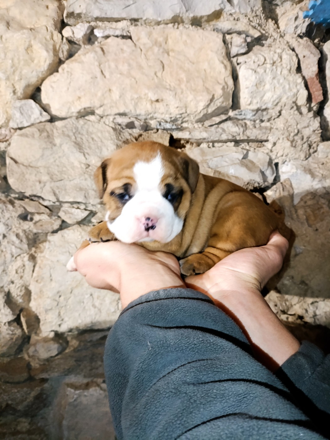 La Casa Des Chula - Bulldog continental - Portée née le 12/12/2025