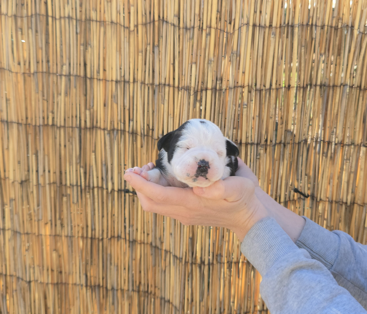 La Casa Des Chula - Chiots disponibles - Bulldog continental