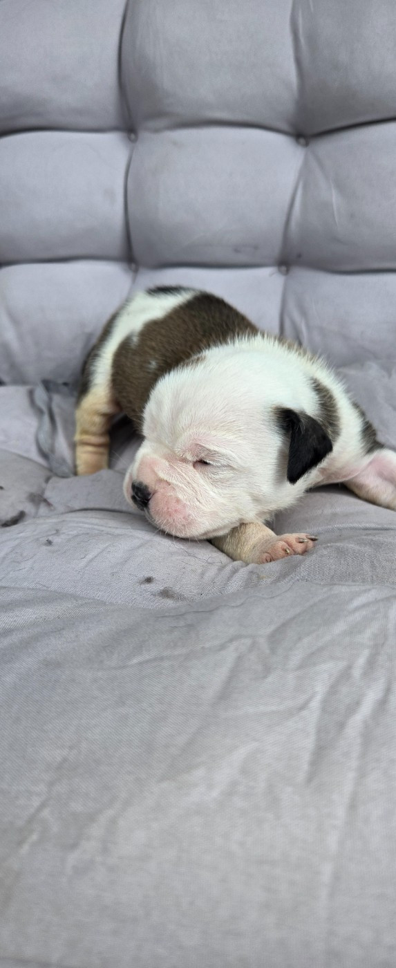 La Casa Des Chula - Chiots disponibles - Bulldog continental