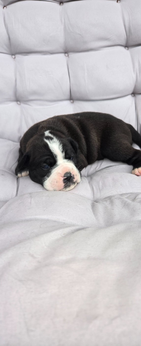 La Casa Des Chula - Chiots disponibles - Bulldog continental