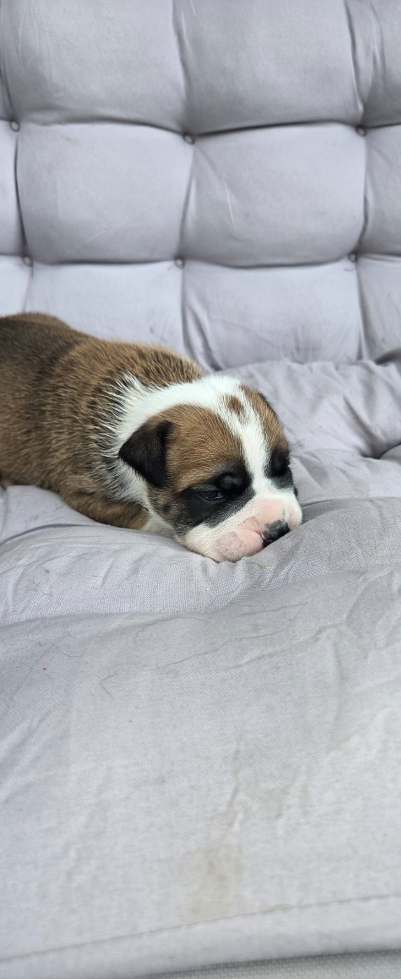 La Casa Des Chula - Chiots disponibles - Bulldog continental