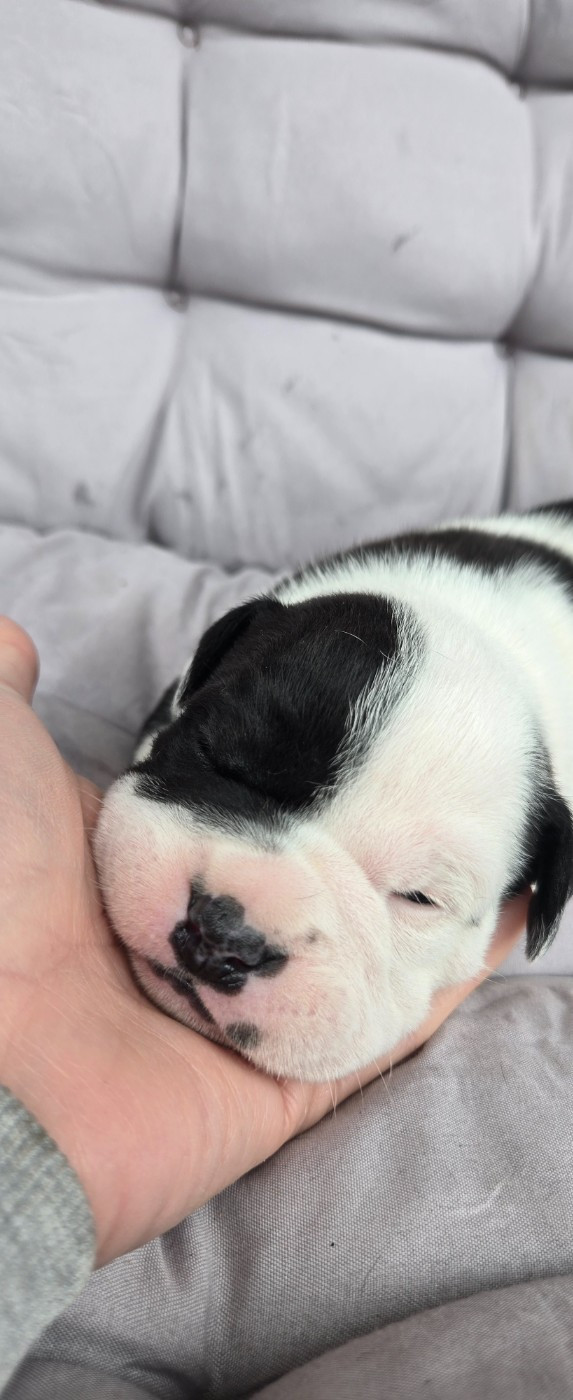 La Casa Des Chula - Chiots disponibles - Bulldog continental