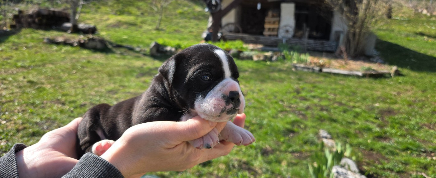 La Casa Des Chula - Chiots disponibles - Bulldog continental