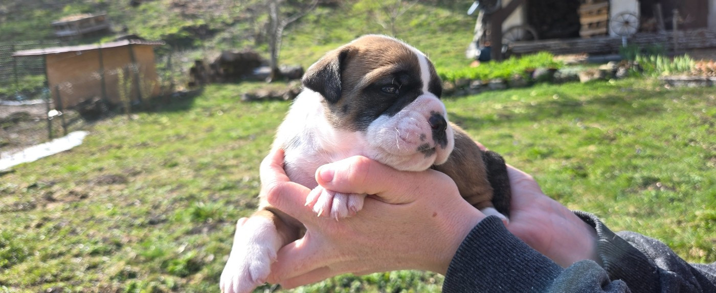 La Casa Des Chula - Chiots disponibles - Bulldog continental