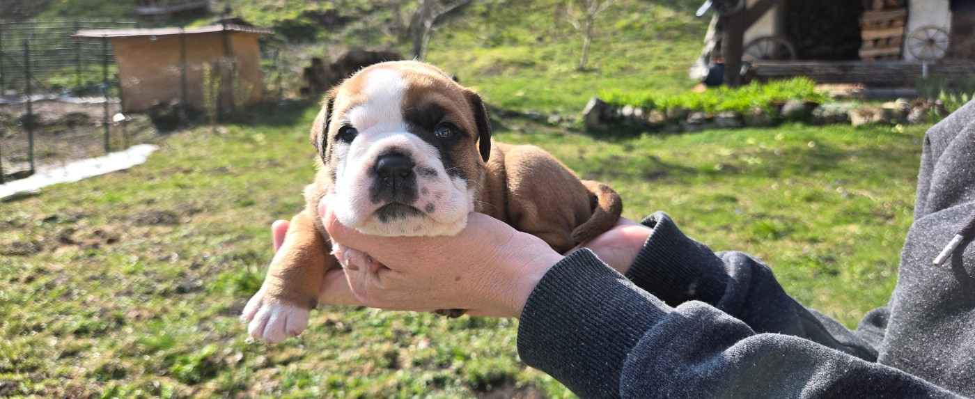 La Casa Des Chula - Chiots disponibles - Bulldog continental