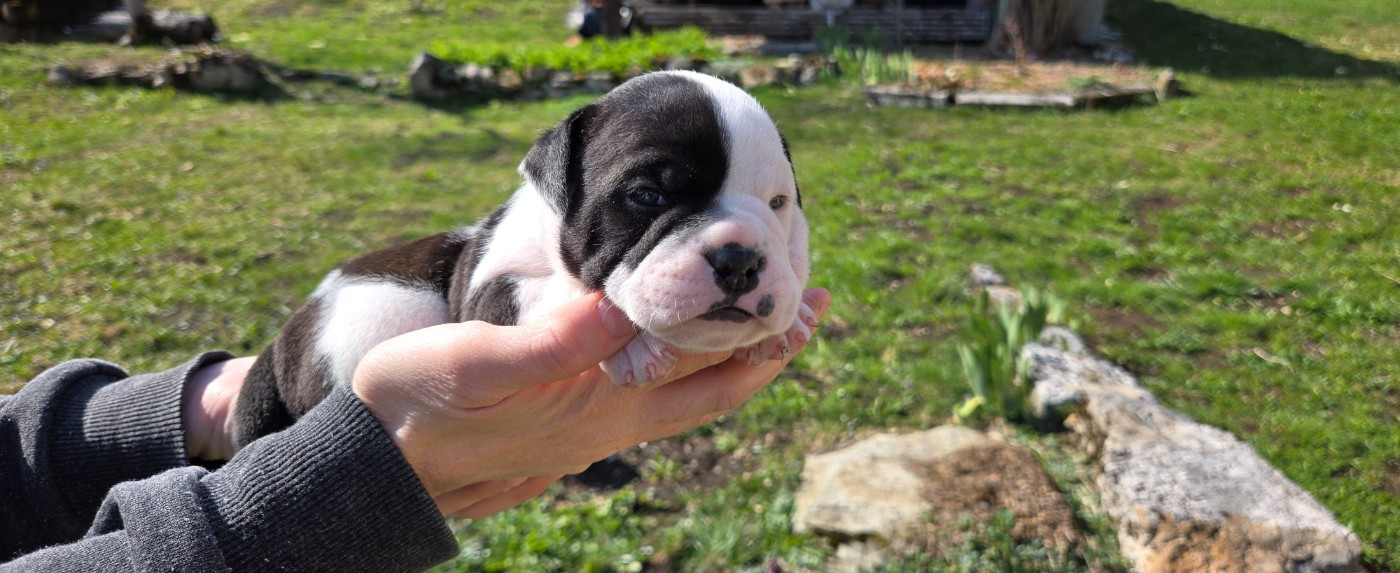 La Casa Des Chula - Chiots disponibles - Bulldog continental