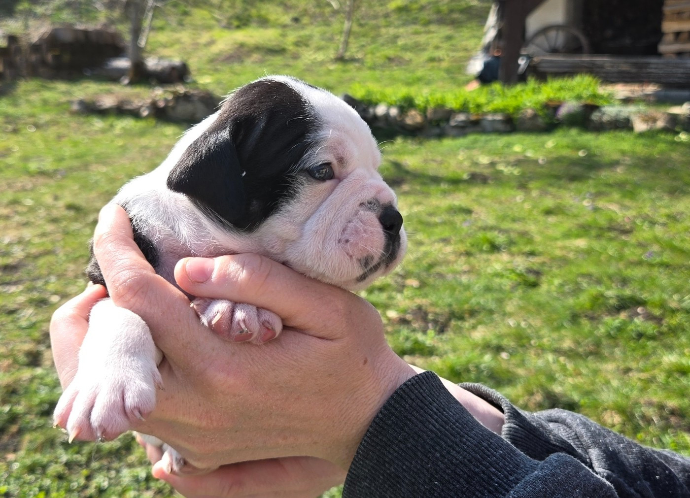 La Casa Des Chula - Chiots disponibles - Bulldog continental