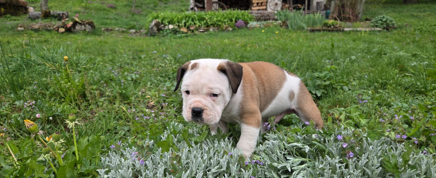 La Casa Des Chula - Chiots disponibles - Bulldog continental