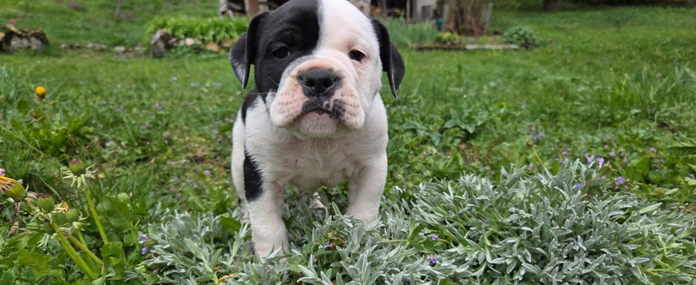 La Casa Des Chula - Chiots disponibles - Bulldog continental