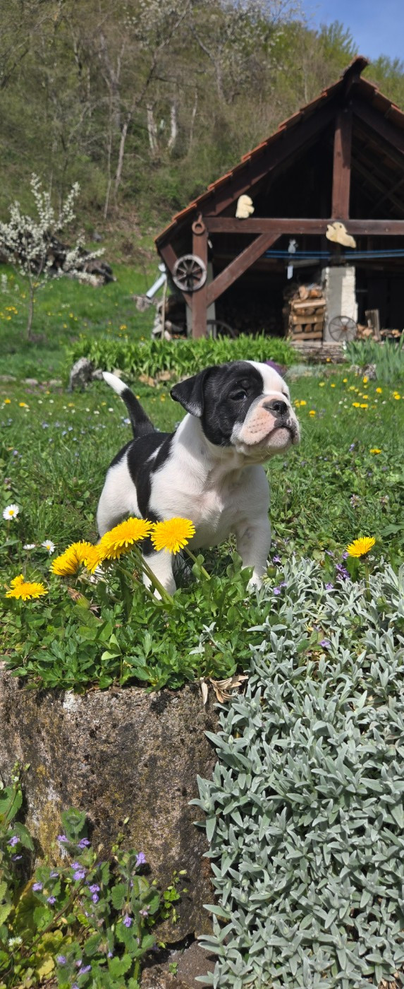 La Casa Des Chula - Chiots disponibles - Bulldog continental