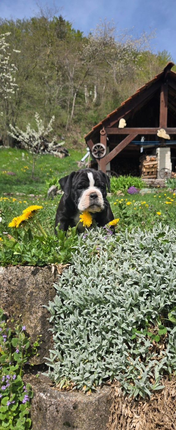 La Casa Des Chula - Chiots disponibles - Bulldog continental