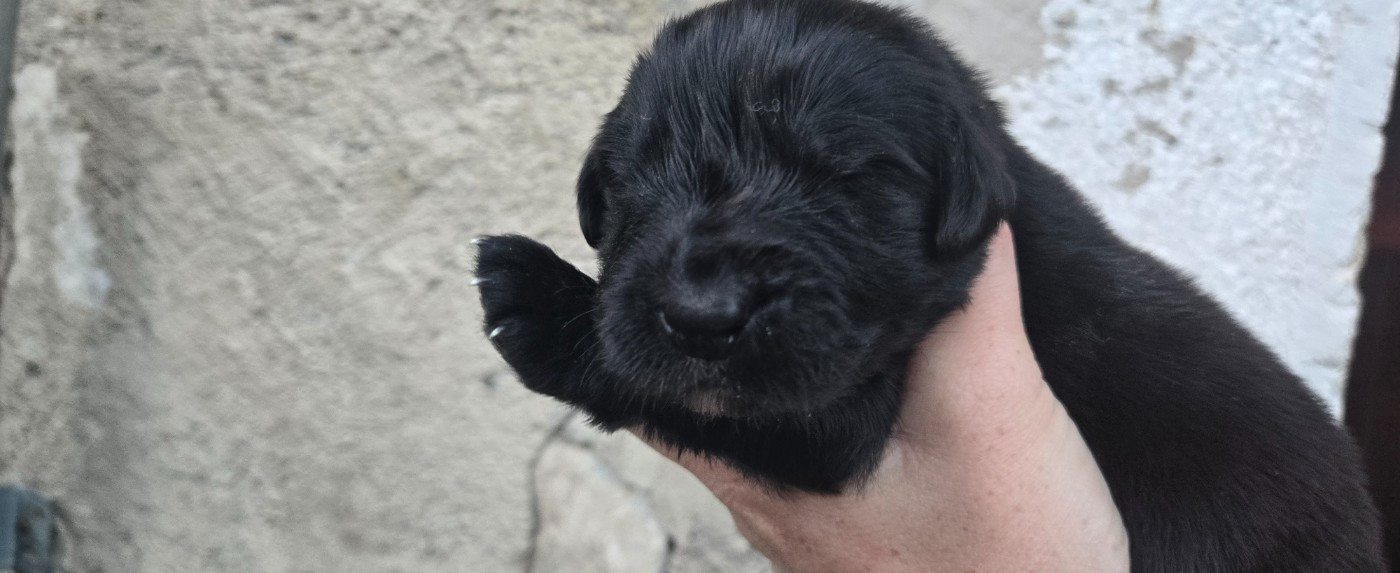 La Casa Des Chula - Chiots disponibles - Terre-neuve