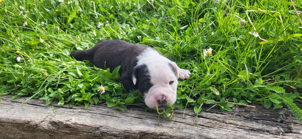 La Casa Des Chula - Chiots disponibles - Bulldog continental