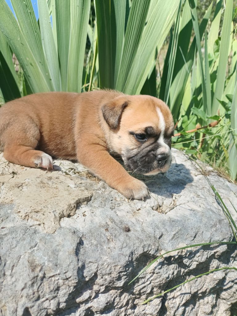 La Casa Des Chula - Chiots disponibles - Bulldog continental