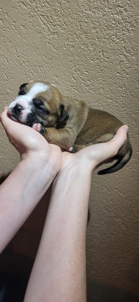 La Casa Des Chula - Chiots disponibles - Bulldog continental