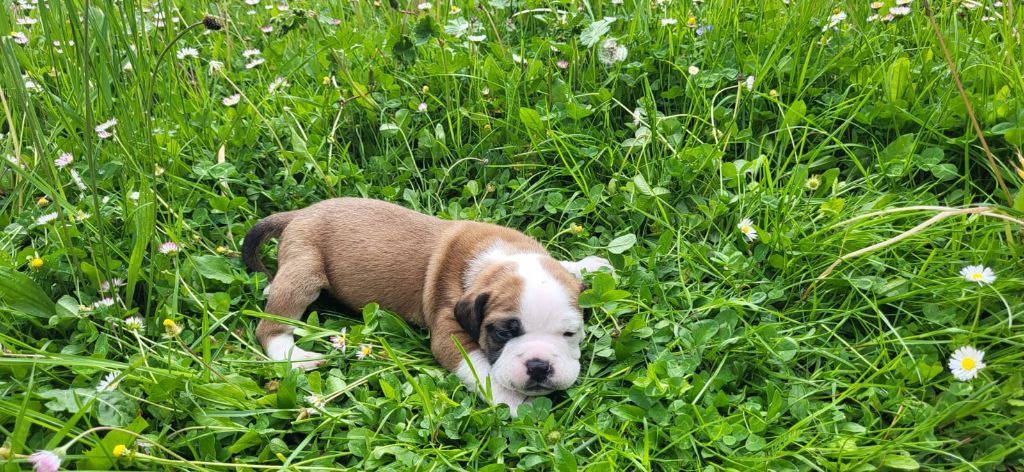 La Casa Des Chula - Chiots disponibles - Bulldog continental