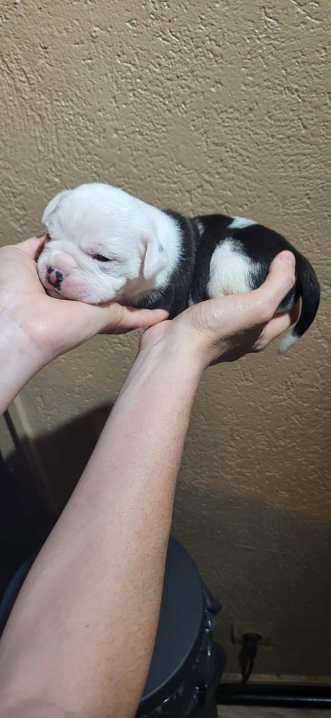 La Casa Des Chula - Chiots disponibles - Bulldog continental