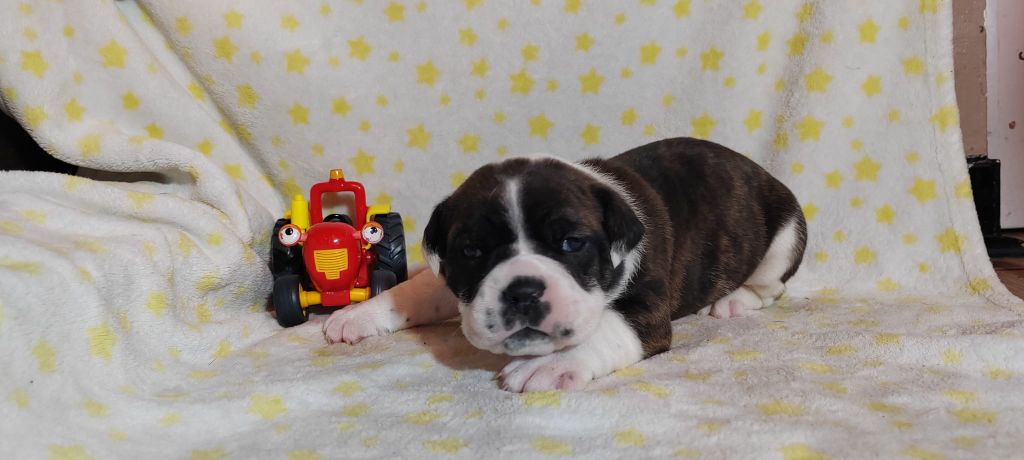 La Casa Des Chula - Chiots disponibles - Bulldog continental