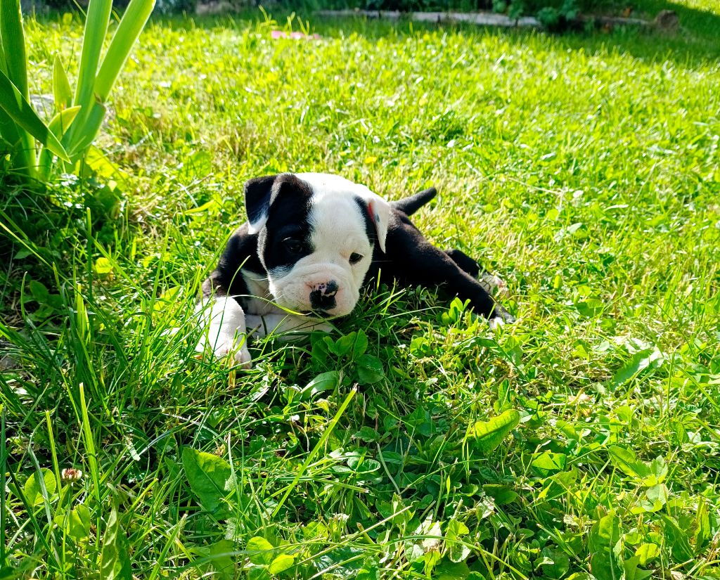 La Casa Des Chula - Chiots disponibles - Bulldog continental