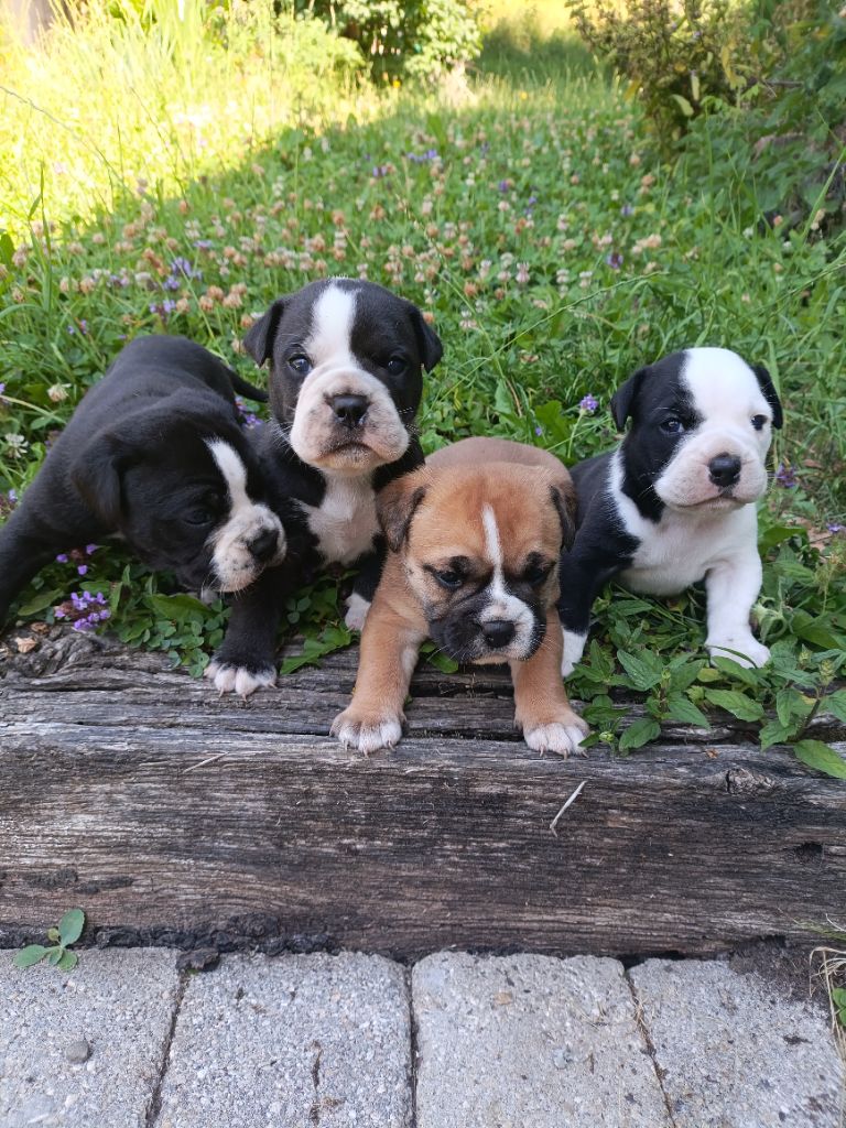 Chiot Bulldog continental La Casa Des Chula