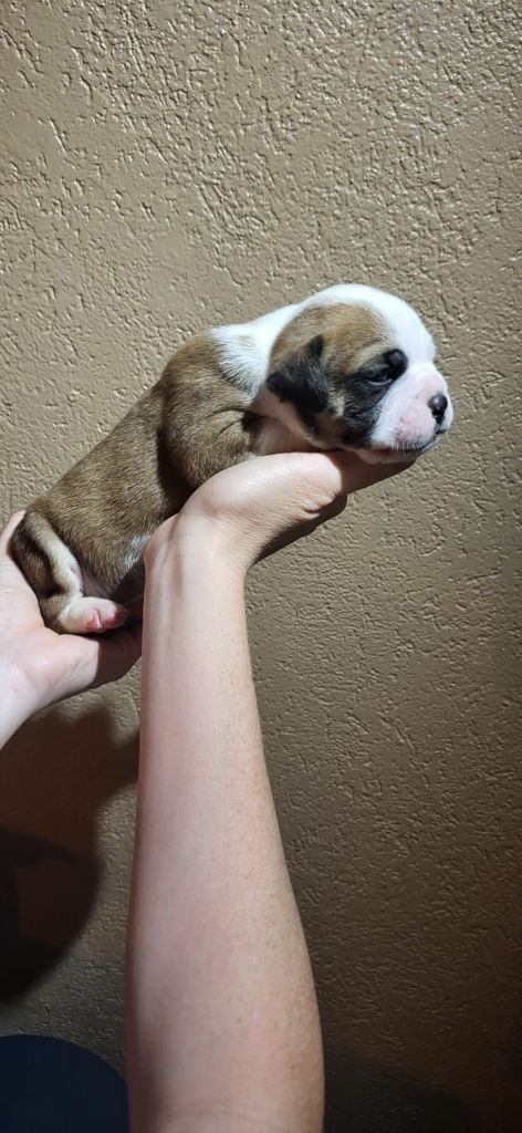 La Casa Des Chula - Chiots disponibles - Bulldog continental
