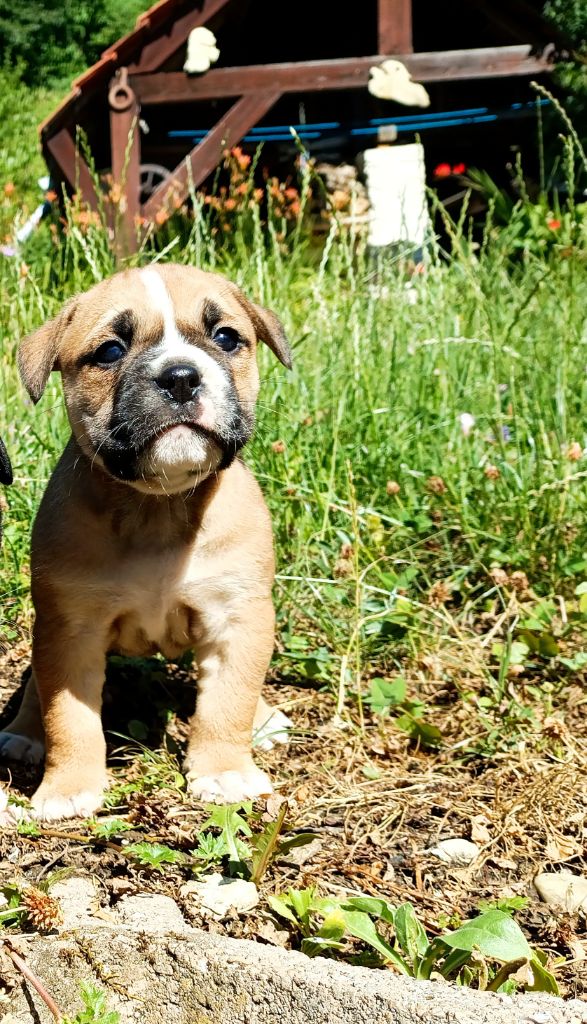 La Casa Des Chula - Chiots disponibles - Bulldog continental