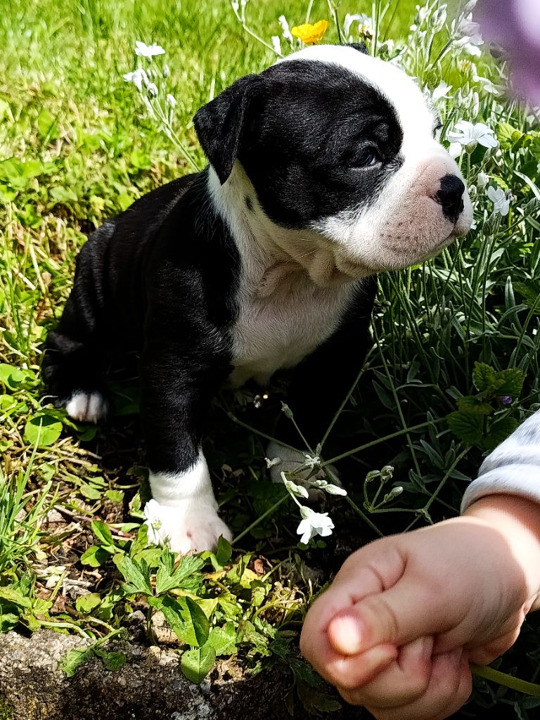 La Casa Des Chula - Chiots disponibles - Bulldog continental