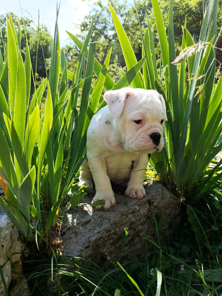 La Casa Des Chula - Chiots disponibles - Bulldog continental